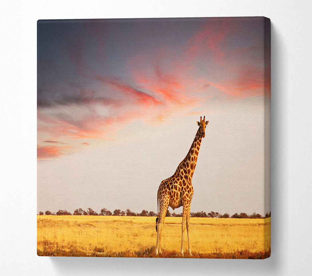  A Canvas Print of Giraffe Skies Canvas Print