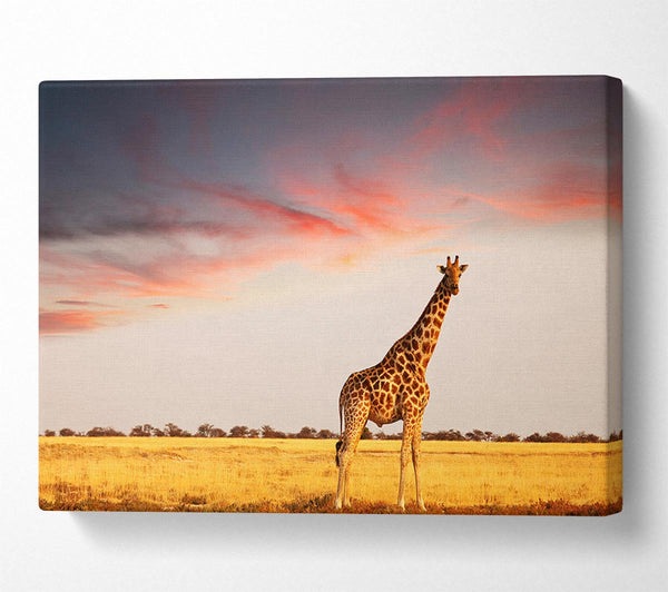  A Canvas Print of Giraffe Skies Canvas Print