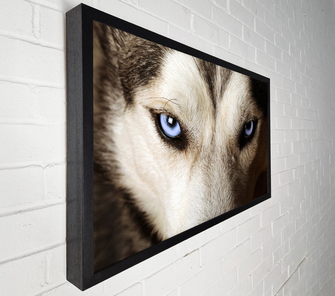  A Canvas Print of Stunning Husky Dog Eyes Canvas Print