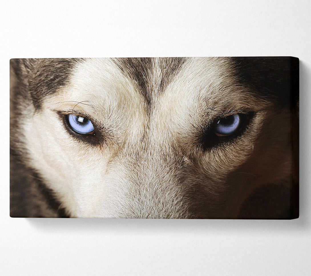  A Canvas Print of Stunning Husky Dog Eyes Canvas Print
