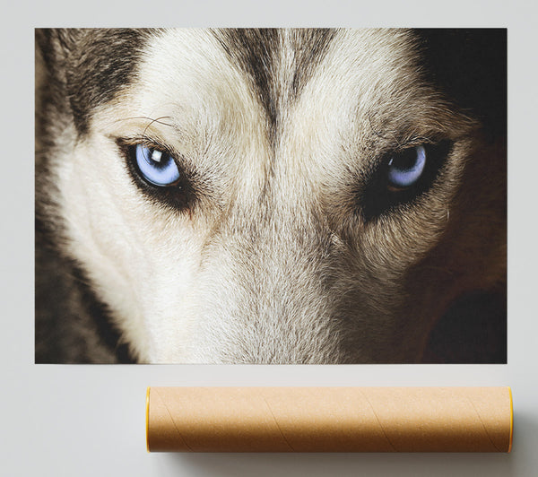 Stunning Husky Dog Eyes Print