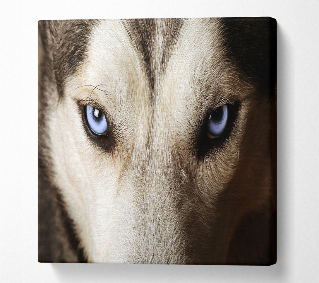  A Canvas Print of Stunning Husky Dog Eyes Canvas Print