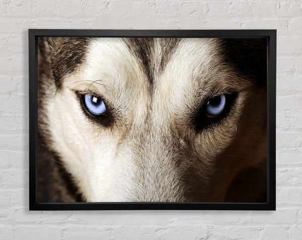 Stunning Husky Dog Eyes Framed Print