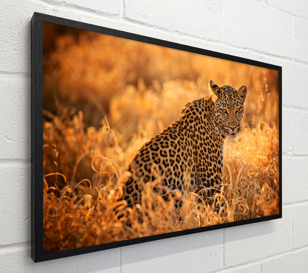 Leopard Sunset