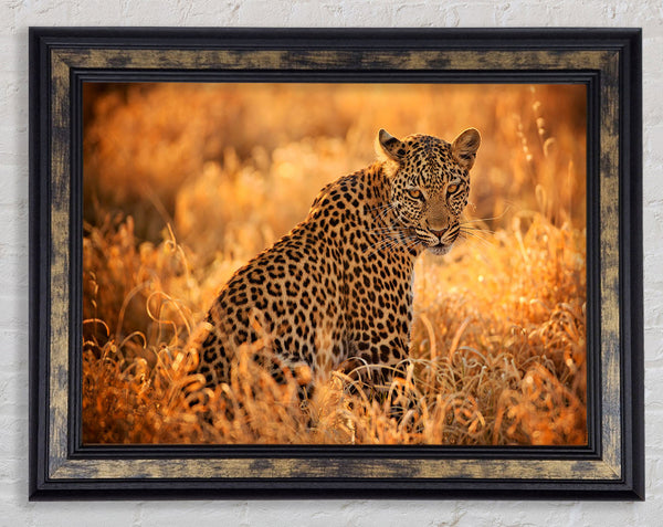 Leopard Sunset Framed Print