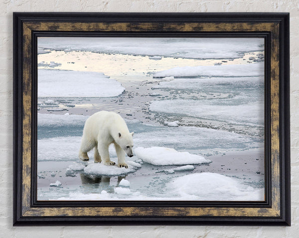 Polar Bear Iceburg Framed Print