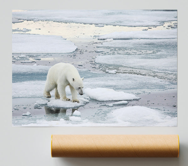 Polar Bear Iceburg Poster