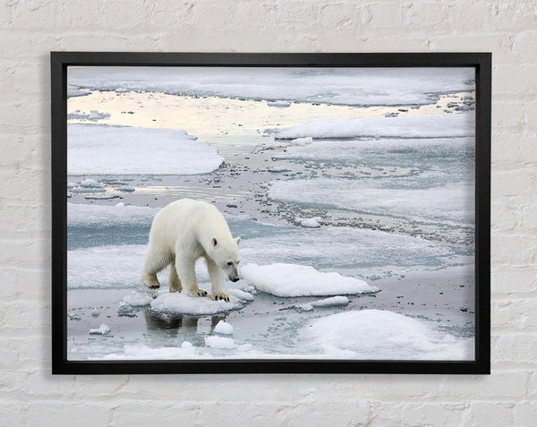 Polar Bear Iceburg Framed Print