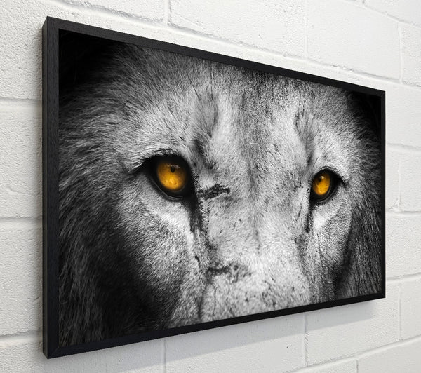 Lion Eyes