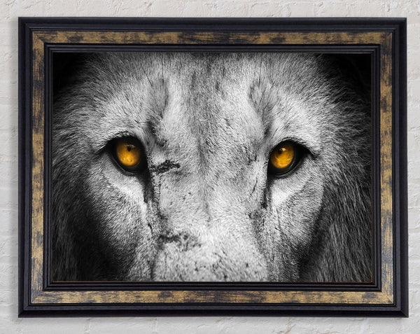 Lion Eyes Framed Print