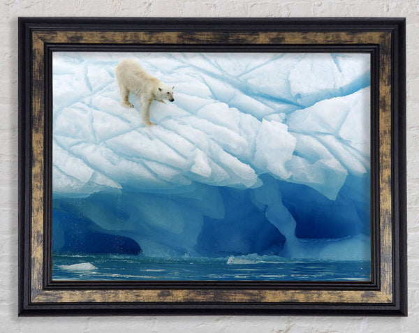 Polar Bear Ice Framed Print