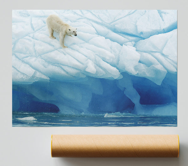 Polar Bear Ice Poster