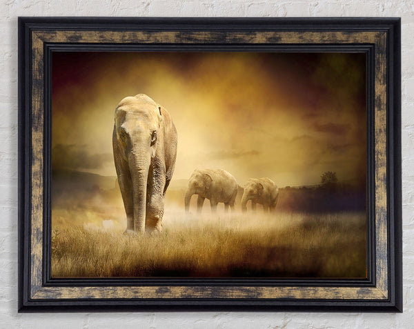 Stunning Elephant Pride Framed Print