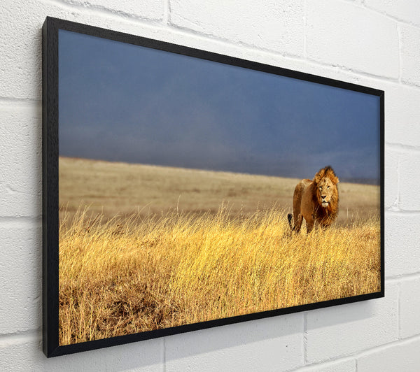Lion Roam