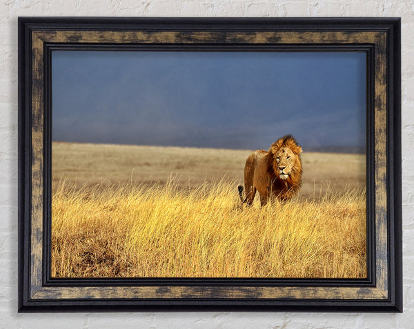 Lion Roam Framed Print