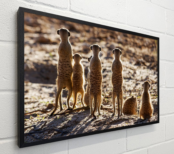 Meerkat Alert