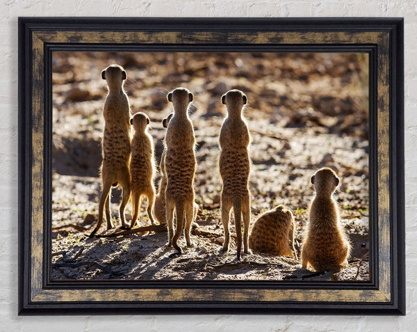 Meerkat Alert Framed Print