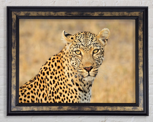 Stunning Leopard Framed Print