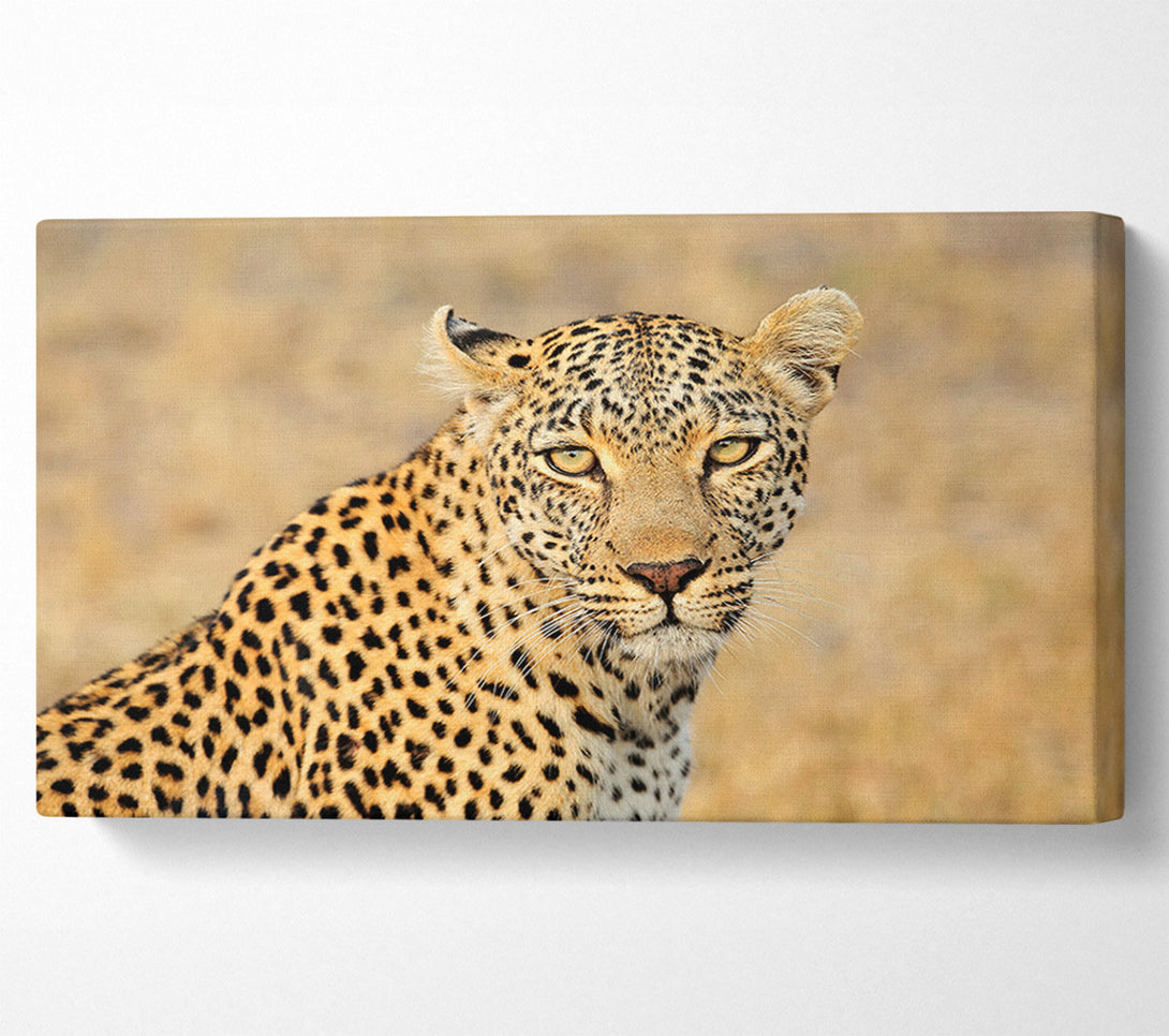  A Canvas Print of Stunning Leopard Canvas Art