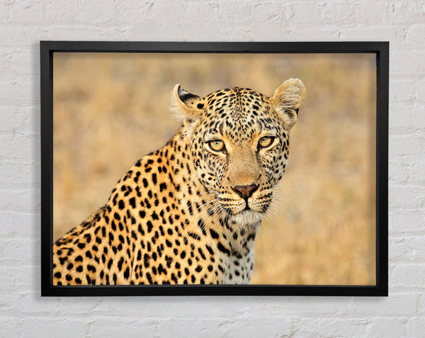 Atemberaubender Leopard