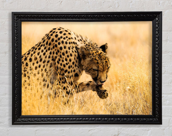 Cheetah Wash Framed Print