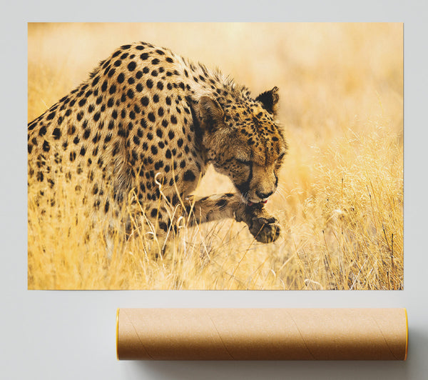 Cheetah Wash Print