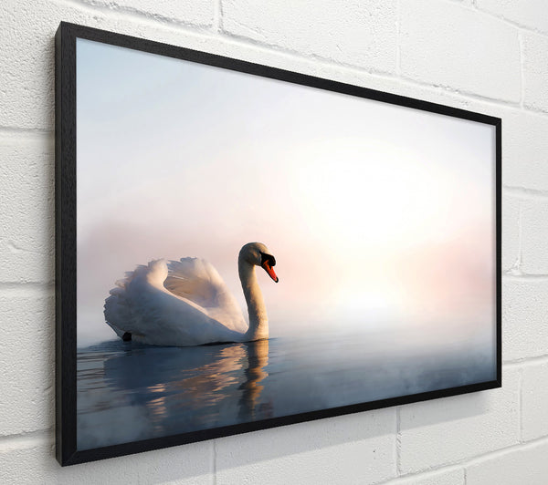 Misty Swan