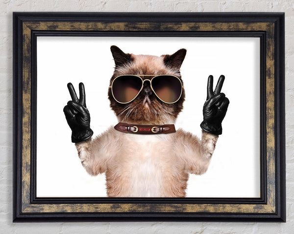 Cat Peace
