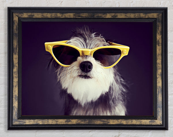 Sunglasses Dog Pooch Framed Print
