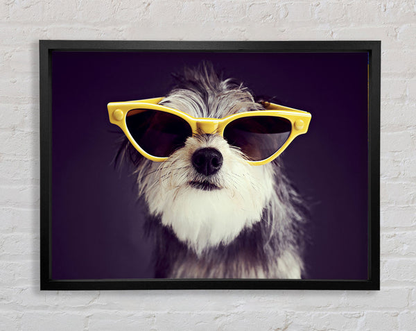 Sonnenbrille Hund Hündchen