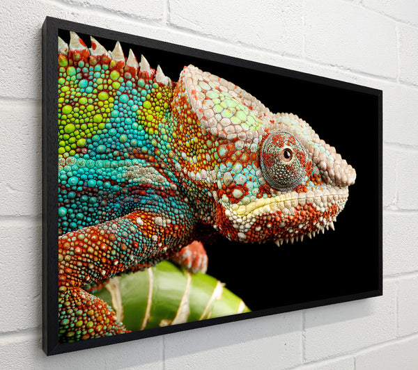 Chameleon Face