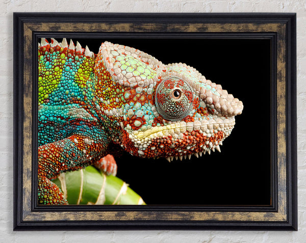 Chameleon Face Framed Print