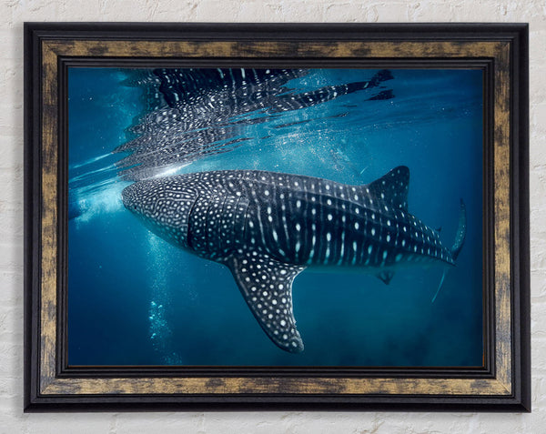 Spotted Whale Shark Framed Print
