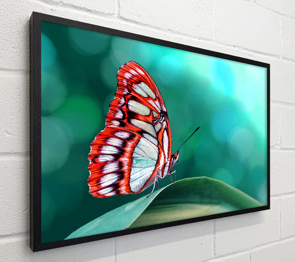 Butterfly Wings 1