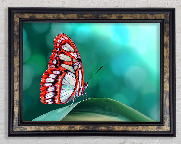 Butterfly Wings 1 Framed Print