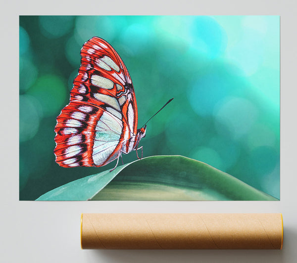 Butterfly Wings 1 Giclee Print