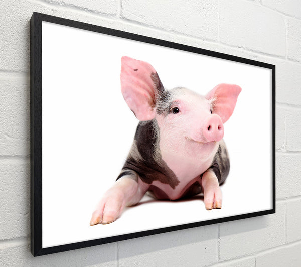 Happy Pig