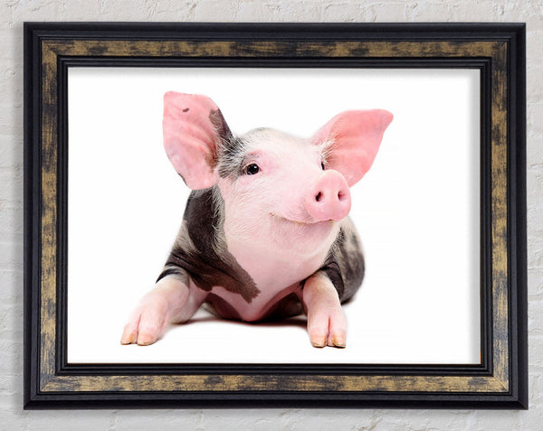 Happy Pig Framed Print