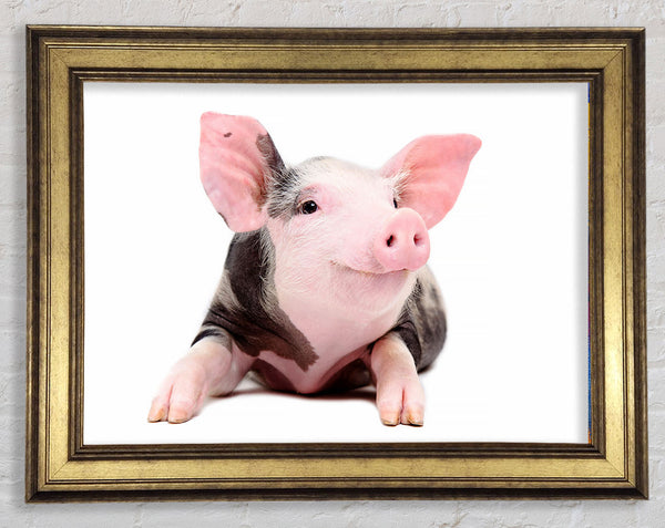 Happy Pig Framed Print