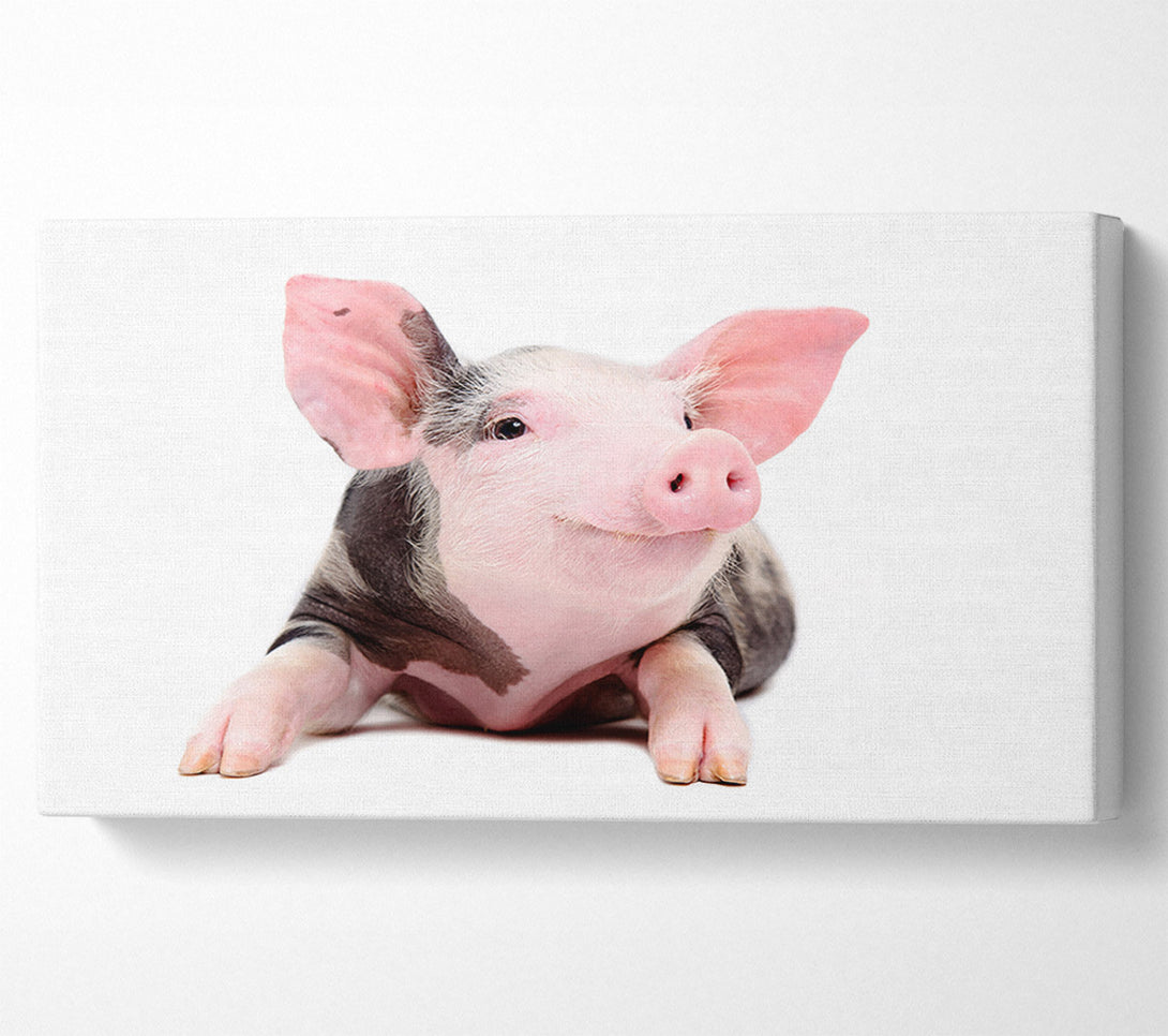  A Canvas Print of Happy Pig Canvas Print