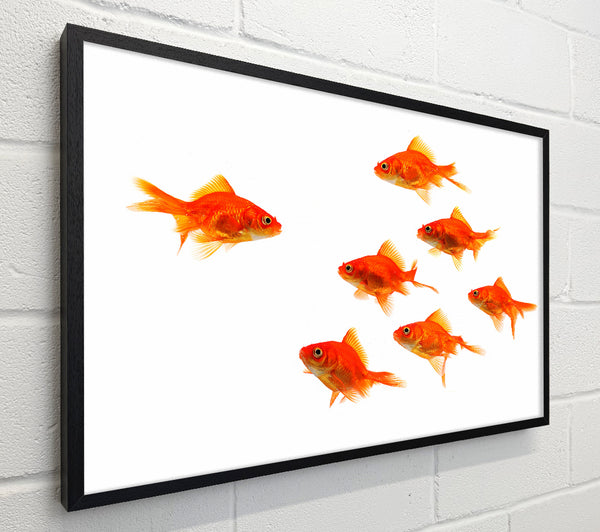 Goldfish Leader