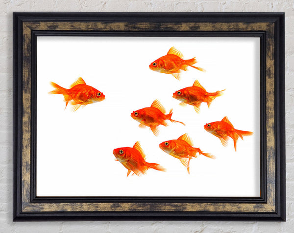 Goldfish Leader