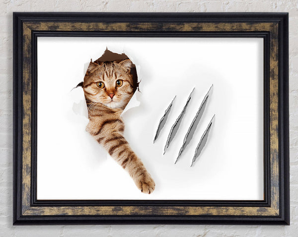 Cat Claws