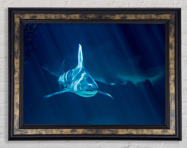 Shark Waters Framed Print