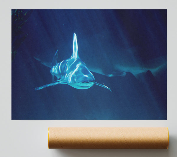 Shark Waters Poster