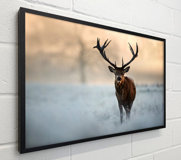 Beautiful Winter Stag