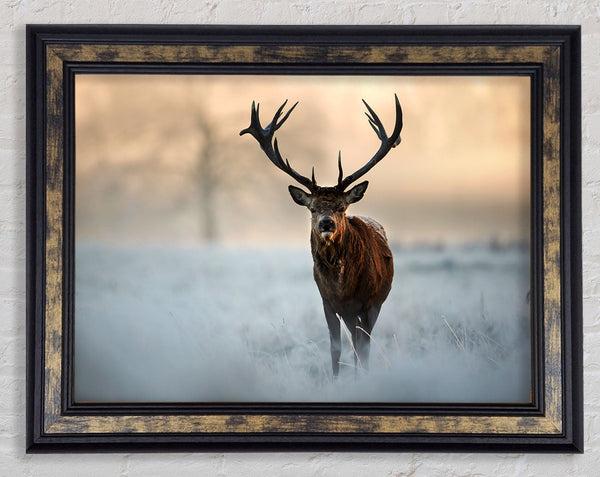 Beautiful Winter Stag Framed Print