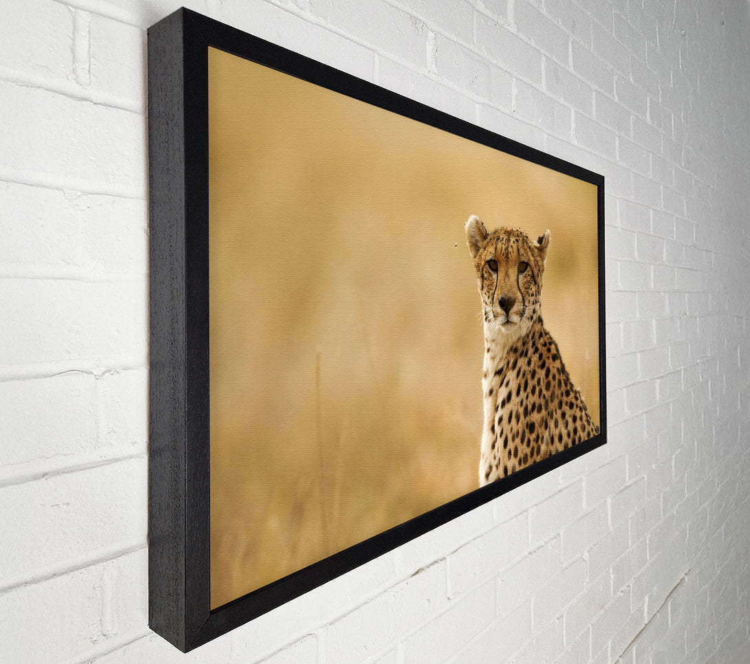  A Canvas Print of Cheetah Beauty Canvas Art