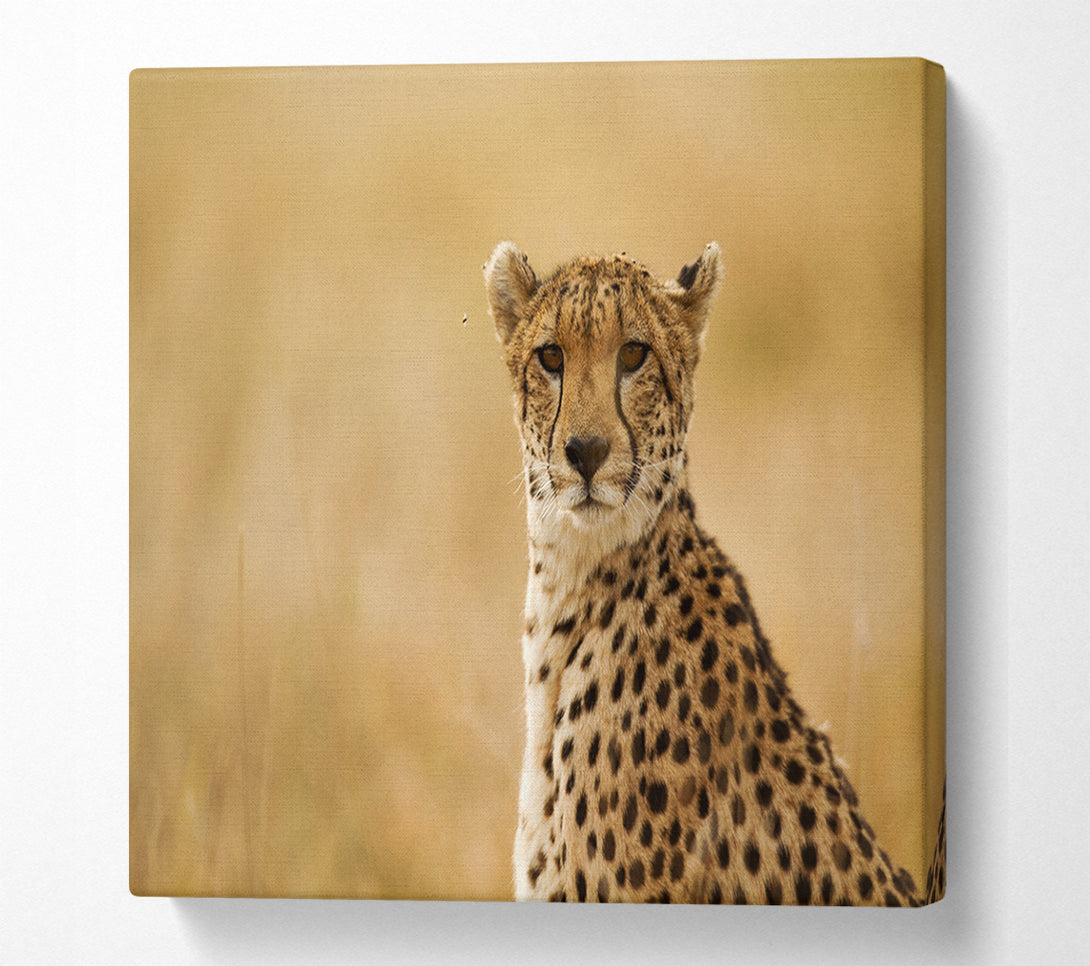  A Canvas Print of Cheetah Beauty Canvas Art