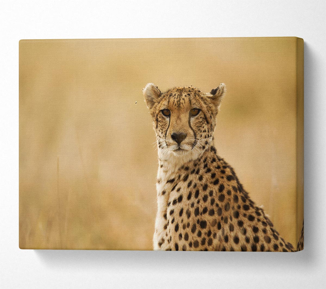  A Canvas Print of Cheetah Beauty Canvas Art
